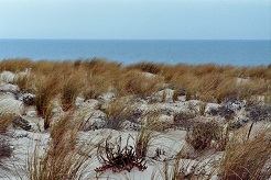 Dünen am Atlantik