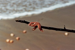Seestern
