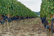 Weinberg